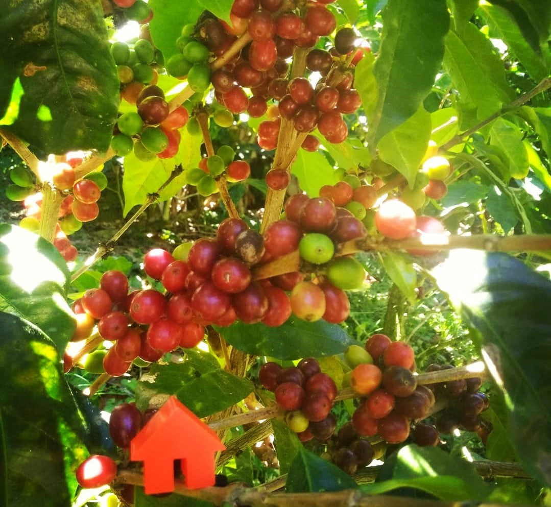 Roaster's Club June Feature El Segoviano Nicaragua Tiny House Coffee Roasters